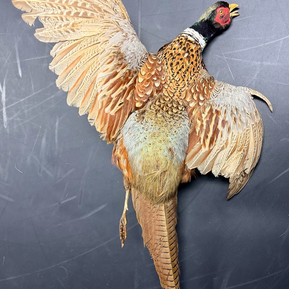 Game Bird Pheasant Mount - Multi-Color
